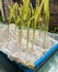 test the germination of corn seeds