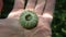 Test shell of Purple sea urchin, Rock sea urchin or Stony sea urchin Paracentrotus lividus on the hand of a diver, Aegean Sea