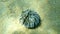 Test shell of Purple sea urchin, Rock sea urchin or Stony sea urchin Paracentrotus lividus undersea, Aegean Sea