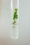 Test tube with regenerated in vitro cloned micro plant inside