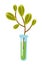 Test tube with sprout vector cartoon illustration.