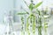 Test tubes with different plants in laboratory, closeup