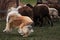 Testing the herding instinct in young shepherd dogs. A long-haired collie of a red color with a chic mane and hair grazes sheep in