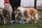 Testing the herding instinct in young shepherd dogs. A long-haired collie of a red color with a chic mane and hair grazes sheep in