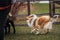 Testing the herding instinct in young shepherd dogs. A long-haired collie of a red color with a chic mane and hair grazes sheep in