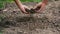 Testing the soil with the hands close up