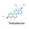 Testosterone formula illustration