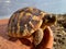 Testudo Hermanni. Close-up of the head