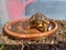 Testudo Hermanni has a bath