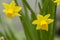 Tete a Tete Daffodil 1