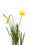 Tete A Tete daffodil plant