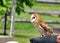 Tethered Barn Owl