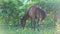 Tethered beautiful brown domestic horse eats grass in tropical garden shadow