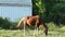 Tethered beautiful domestic ginger horse eats grass on open green meadow