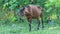 Tethered big farm brown domestic horse eats grass in tropical garden shadow