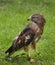 Tethered Broad-Wing Hawk (Buteo platypterus)