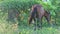 Tethered brown domestic farm horse eats grass in tropical garden shadow