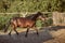 Tethered brown pony running in the paddock.