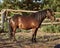 Tethered brown pony standing in the paddock.