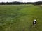 Tethered cow on the  pasture