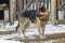 A tethered dog, a thoroughbred German Shepherd, stands near a high wooden fence with a stretched chain and a collar