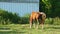 Tethered domestic farm ginger horse eats grass on open green meadow