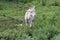 Tethered goat grazing in the meadow 20185