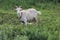 Tethered goat grazing in the meadow 20190