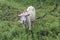 Tethered goat grazing in the meadow 20193