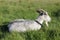 Tethered goat grazing in the meadow