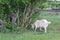Tethered goat grazing in village 30706