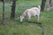 Tethered goat grazing in village 30725