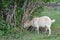 Tethered goat grazing in village