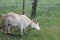 Tethered goat grazing in village