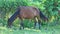 Tethered large brown domestic horse eats grass in tropical garden shadow