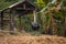 Tethered large water buffalo (Bubalus bubalis) at a farm in Thailand countryside