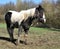 Tethered Muddy Black And White Horse