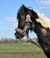 Tethered Muddy Black And White Horse