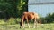 Tethered pretty domestic ginger horse eats grass on open green meadow