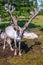 Tethered reindeer in northern Mongolia