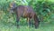 Tethered strong brown domestic horse eats grass in tropical garden shadow