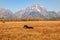 Teton Fall Landscape and Horses