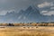 Teton mountains and horses autumn