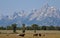 Tetons Rising over Jackson Hole