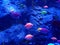 tetra fish with fluorescent color in freshwater aquarium