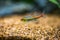 Tetra growlight Hemigrammus Erythrozonus in a fish tank