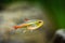 Tetra growlight Hemigrammus Erythrozonus in a fish tank with blurred background