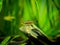 Tetra growlight Hemigrammus Erythrozonus isolated in a fish tank with blurred background
