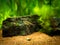 Tetra growlight Hemigrammus Erythrozonus isolated in a fish tank with blurred background