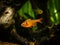 Tetra serpae Hyphessobrycon eques in a fish tank with blurred background